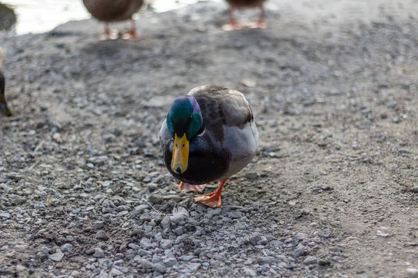 凉爽的秋天里，一只绿色头鸭的近身特写. — 图库照片