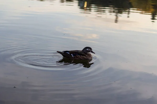 Un solo pato nadando en aguas tranquilas y transparentes . —  Fotos de Stock