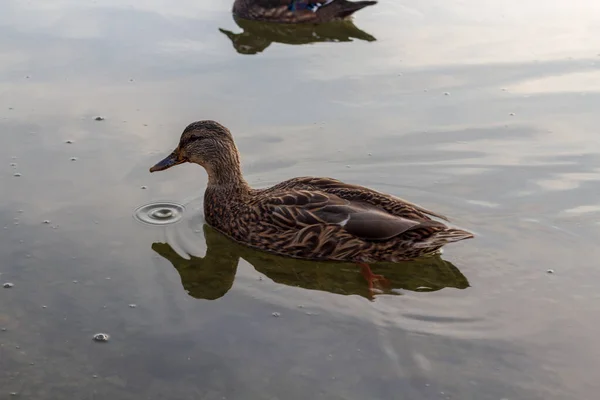 Un solo pato nadando en aguas tranquilas y transparentes . — Foto de Stock
