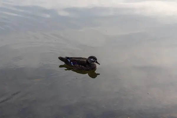 一只鸭子在平静清澈的水面上游泳. — 图库照片
