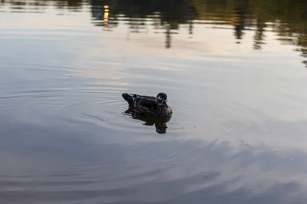 穏やかな澄んだ水の中で一匹のカモが泳ぐ. — ストック写真