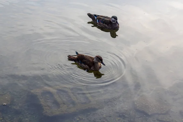穏やかな水の中で2羽のアヒルが並んで泳ぐ — ストック写真