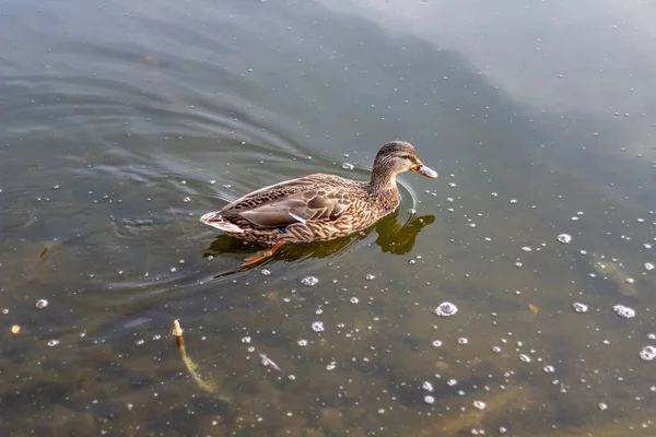 穏やかな澄んだ水の中で一匹のカモが泳ぐ. — ストック写真