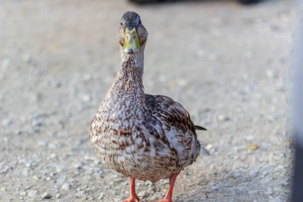 Primer plano de un pato mirando directamente a la cámara. Granadero Pon — Foto de Stock