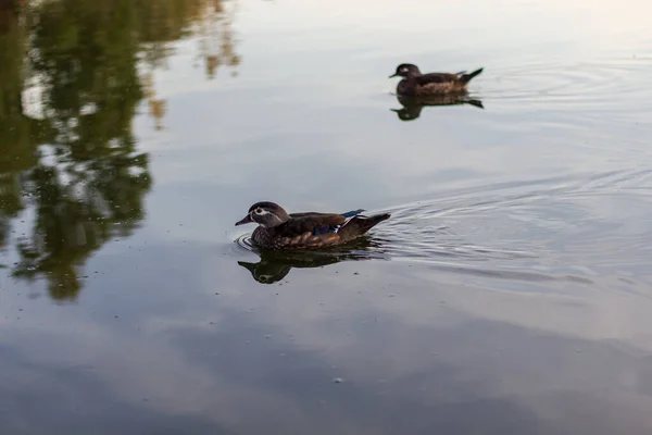两只鸭子在平静的水里并排游动 — 图库照片