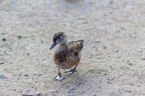 Close up of a juvenile duck with blue wing tips and beak  from t — Stock Photo, Image