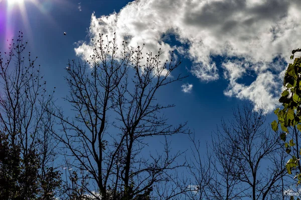 Ένα δέντρο ενάντια σε έναν γαλάζιο ουρανό με άσπρα σύννεφα και αποδημητικά πουλιά. — Φωτογραφία Αρχείου