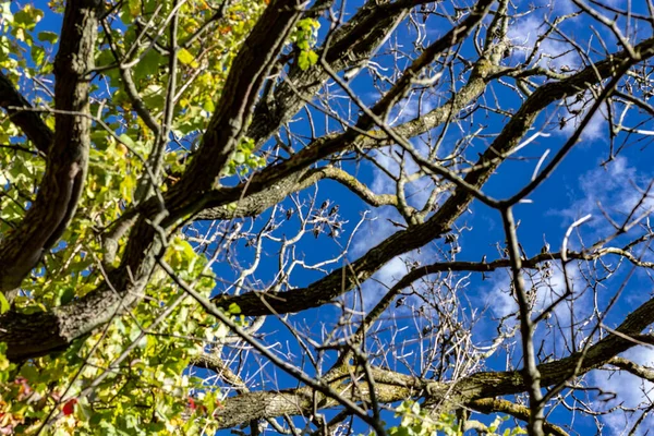 Uma árvore contra um céu azul com nuvens brancas e pássaros migradores . — Fotografia de Stock