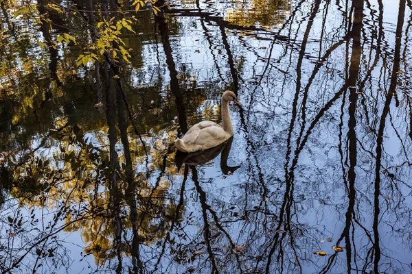 A white swan swimming in a calm pond in a wooded area in late au — Stock Photo, Image