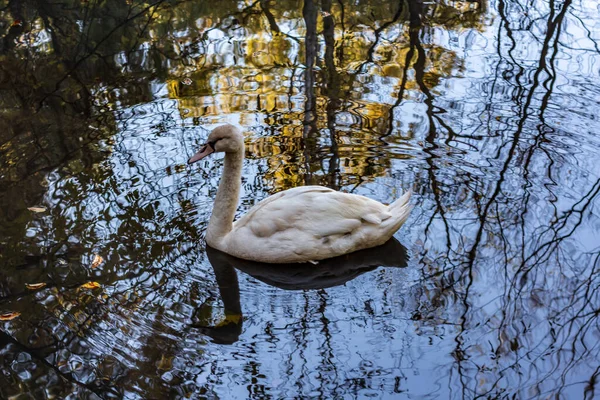 A white swan swimming in a calm pond in a wooded area in late au — Stock Photo, Image