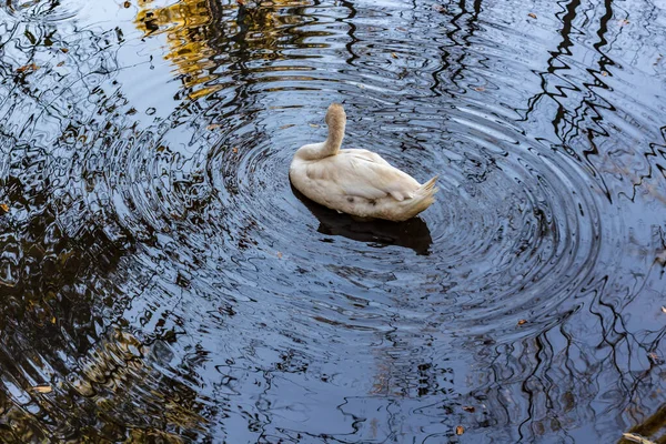 最近，一只白天鹅在一片密林中平静的池塘里游泳 — 图库照片