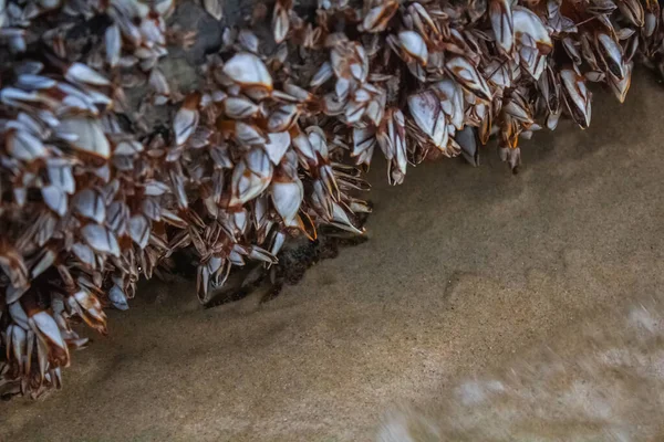 A Black Crab under a Zebra Mussel Covered Piece of Driftwood at — Stock Photo, Image