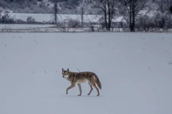 Cayote Wanders Field po burzy lodowej 2013 — Zdjęcie stockowe