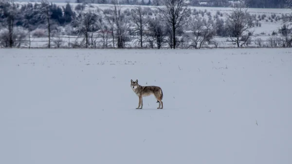 Kajote wandert nach Eissturm 2013 auf Feld — Stockfoto