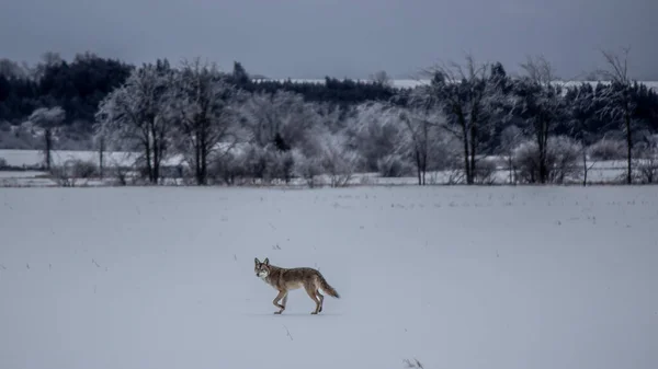 Cayote Wanders Campo após tempestade de gelo 2013 — Fotografia de Stock