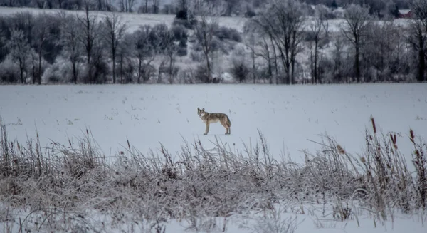 Cayote Wanders Field po burzy lodowej 2013 — Zdjęcie stockowe