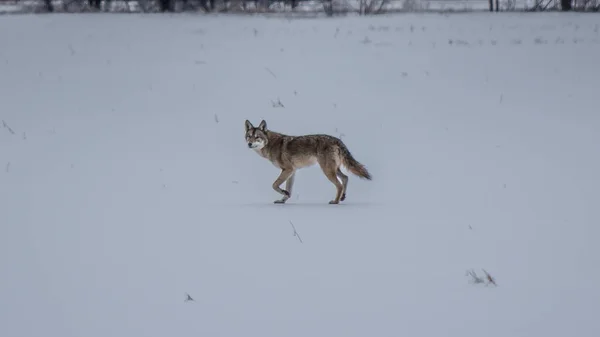 Cayote Wanders Field after Ice Storm 2013 — Stock fotografie