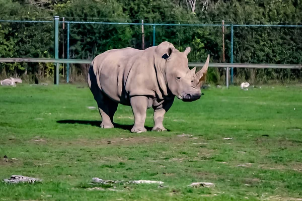 Носорог на солнце — стоковое фото