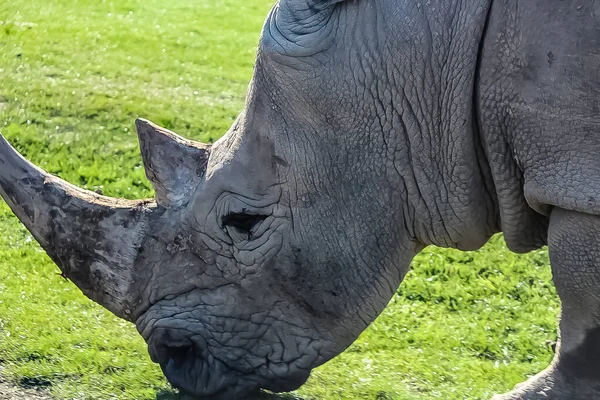 Tiro apertado de uma cara de Rihino — Fotografia de Stock