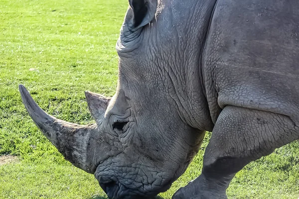 Tiro apertado de uma cara de Rihino — Fotografia de Stock