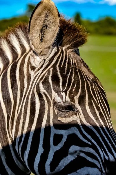 A zebra on a grassy savannah.