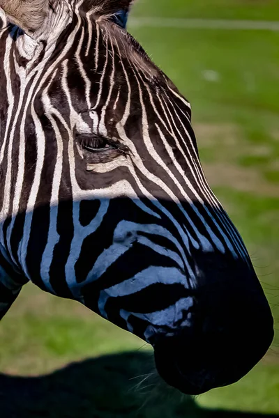 Uma zebra em uma savana gramada . — Fotografia de Stock