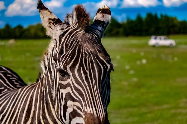 Uma zebra em uma savana gramada . — Fotografia de Stock