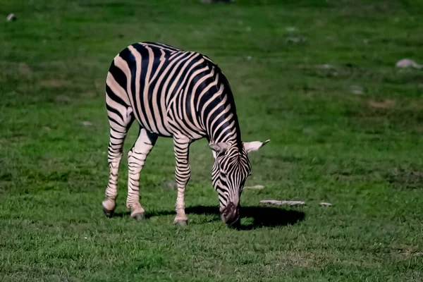 Uma zebra em uma savana gramada . — Fotografia de Stock