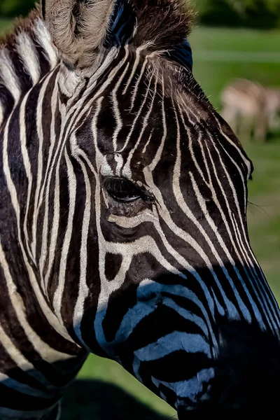 Zebra na trawiastej sawannie. — Zdjęcie stockowe