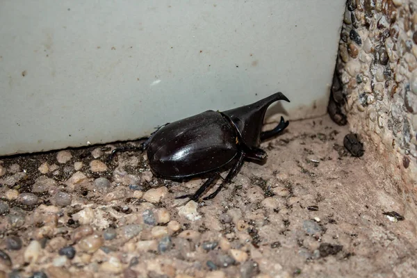 Horned Hercules Beetle — Stock Photo, Image