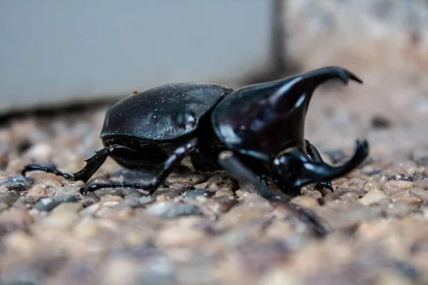 Escarabajo de Hércules con cuernos — Foto de Stock