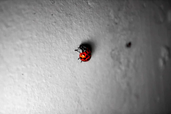 Un groupe de coccinelles rouges vibrantes gravissent le coin d'un w — Photo