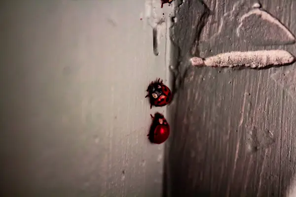 Ett kluster av pulserande röda nyckelpiga skalbaggar klättra i hörnet av en w — Stockfoto