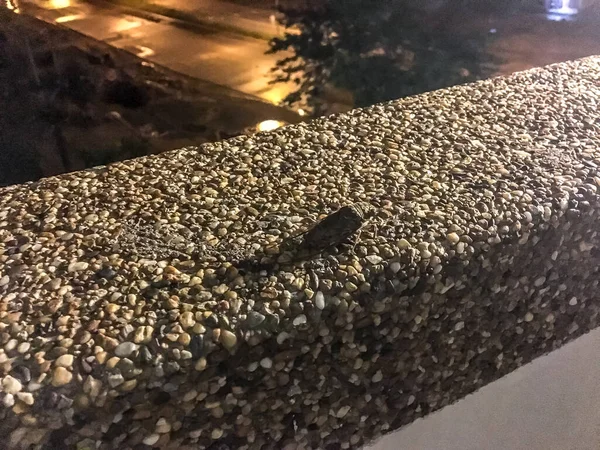 Mouche géante assise sur le bord du balcon de l'hôtel — Photo