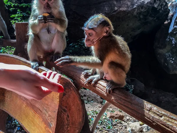 Mono bebé siendo alimentado a mano — Foto de Stock