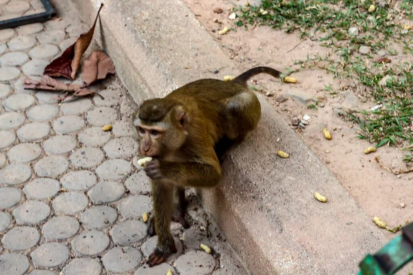Mono comiendo y caminando . — Foto de Stock