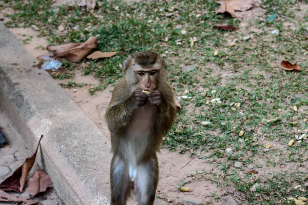 Foto tagen vid Monkey Hill Phuket — Stockfoto