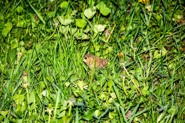 Toad in Long Grass