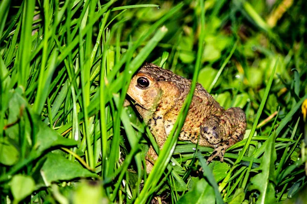 Βάτραχος στο Long Grass — Φωτογραφία Αρχείου