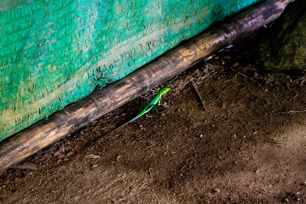 A bright, vibrant green lizard in Phuket Thailand. — Stock Photo, Image