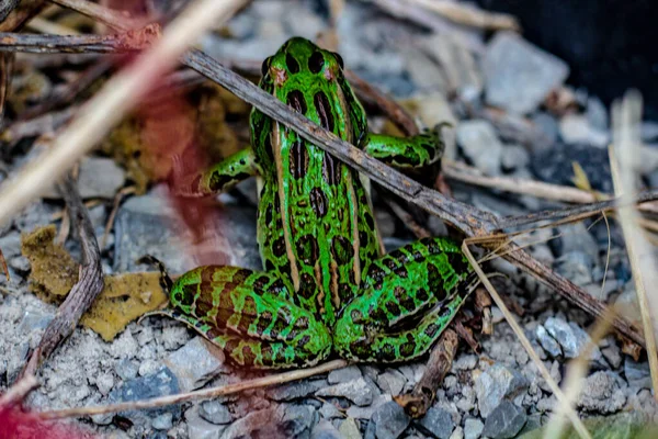 Глядя вниз на ярко-зеленую и черную пятнистую листоводную лягушку — стоковое фото