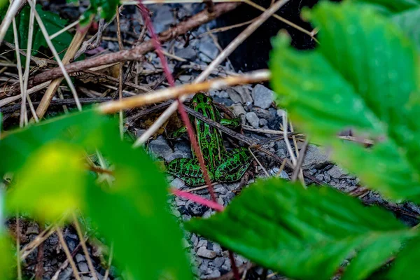 Mirando hacia abajo a una vibrante rana leaoporda verde y negra manchada —  Fotos de Stock