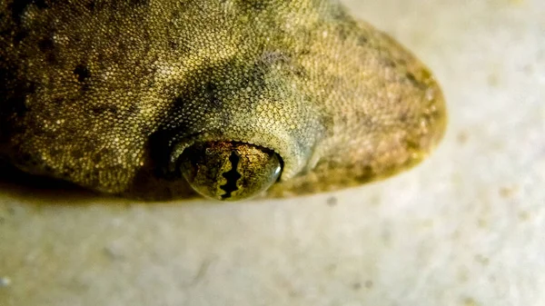 Gecko kecil yang tinggal di dapurku . — Stok Foto