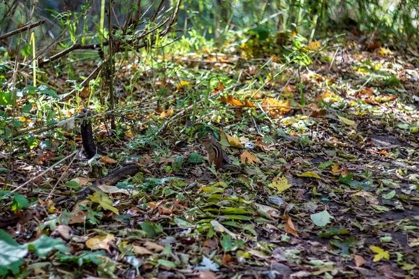 Um esquilo brincando no chão da floresta de High Park em uma queda da — Fotografia de Stock