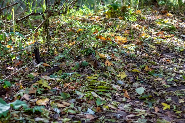 Una ardilla jugando en el suelo del bosque de High Park en una caída da —  Fotos de Stock