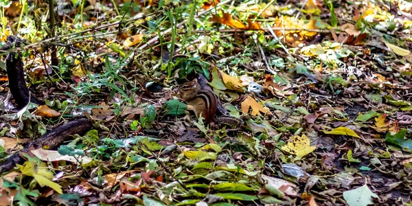 A chipmunk playing on the forest floor of High Park on a fall da — Stock Photo, Image