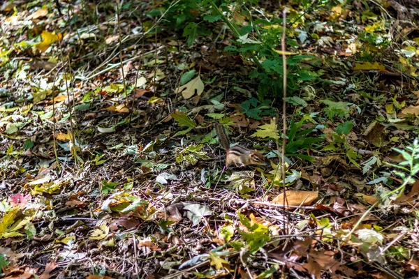 Um esquilo brincando no chão da floresta de High Park em uma queda da — Fotografia de Stock