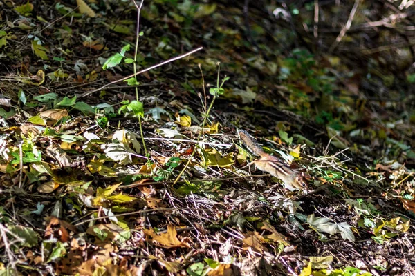 Um esquilo brincando no chão da floresta de High Park em uma queda da — Fotografia de Stock