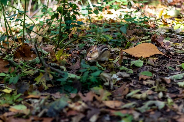 En jordekorre som leker på skogsgolvet i High Park på ett fall da — Stockfoto