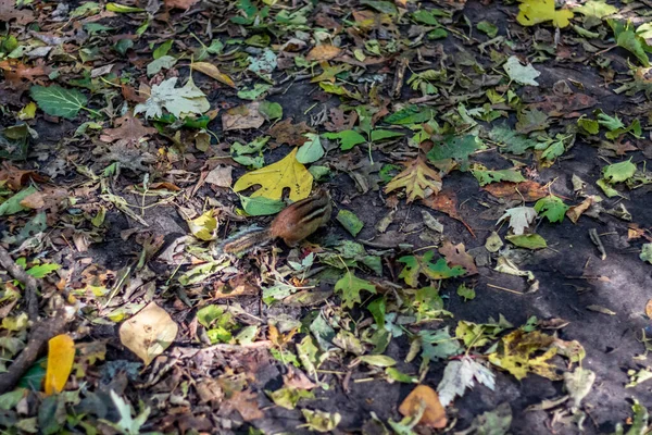 Una ardilla jugando en el suelo del bosque de High Park en una caída da —  Fotos de Stock